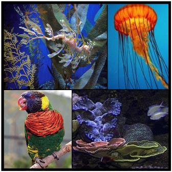 Mosaic of Aquarium animals