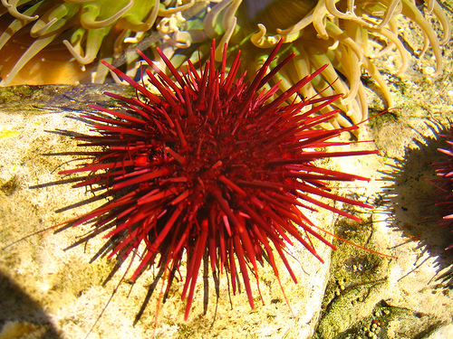 Sea urchin in Touch Lab