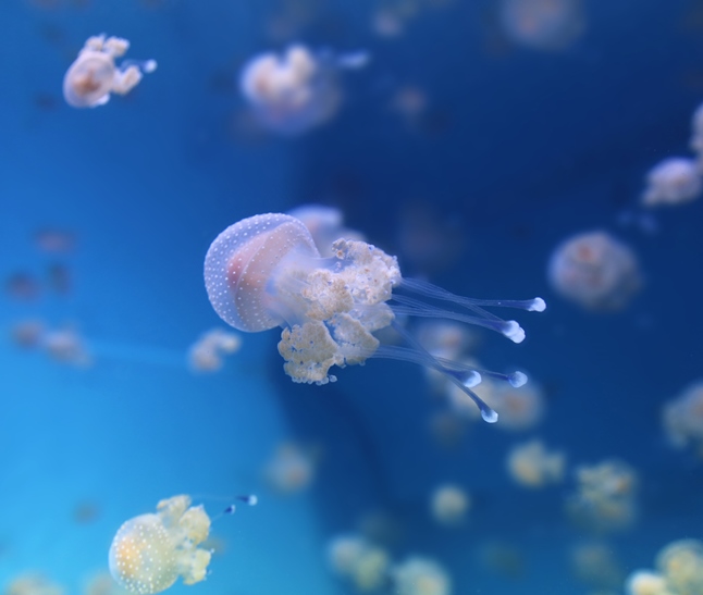 White spotted jelly