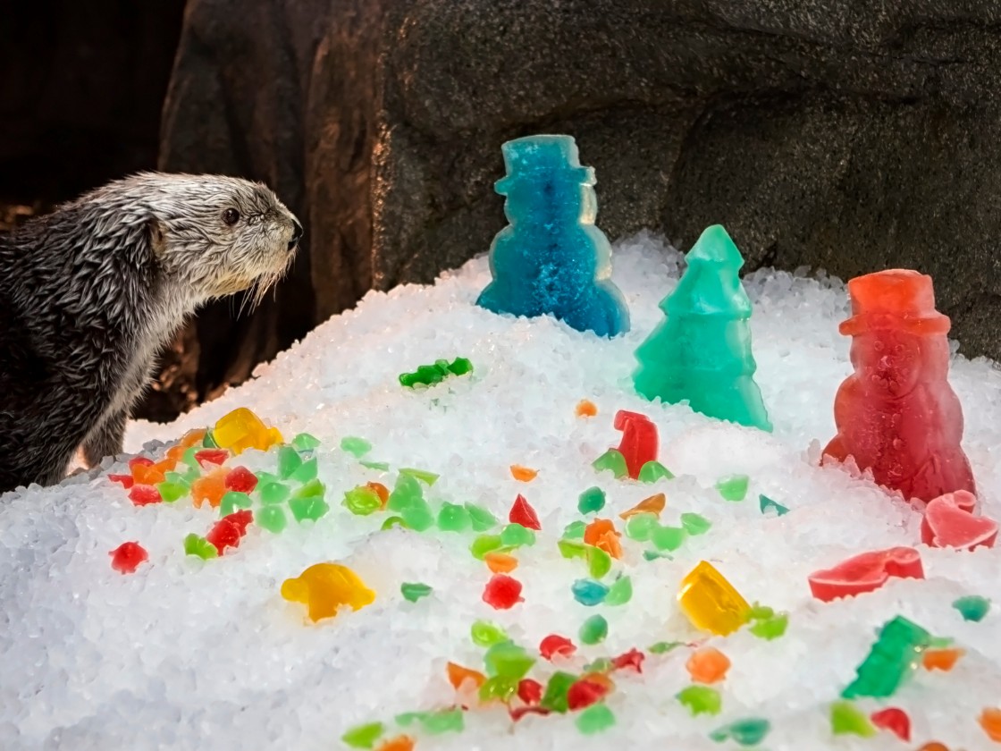 Archived: Holiday Treats for the Animals | Events | Aquarium of the Pacific