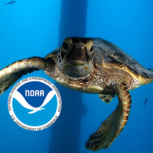 Sea turtle swimming under pylons with NOAA logo