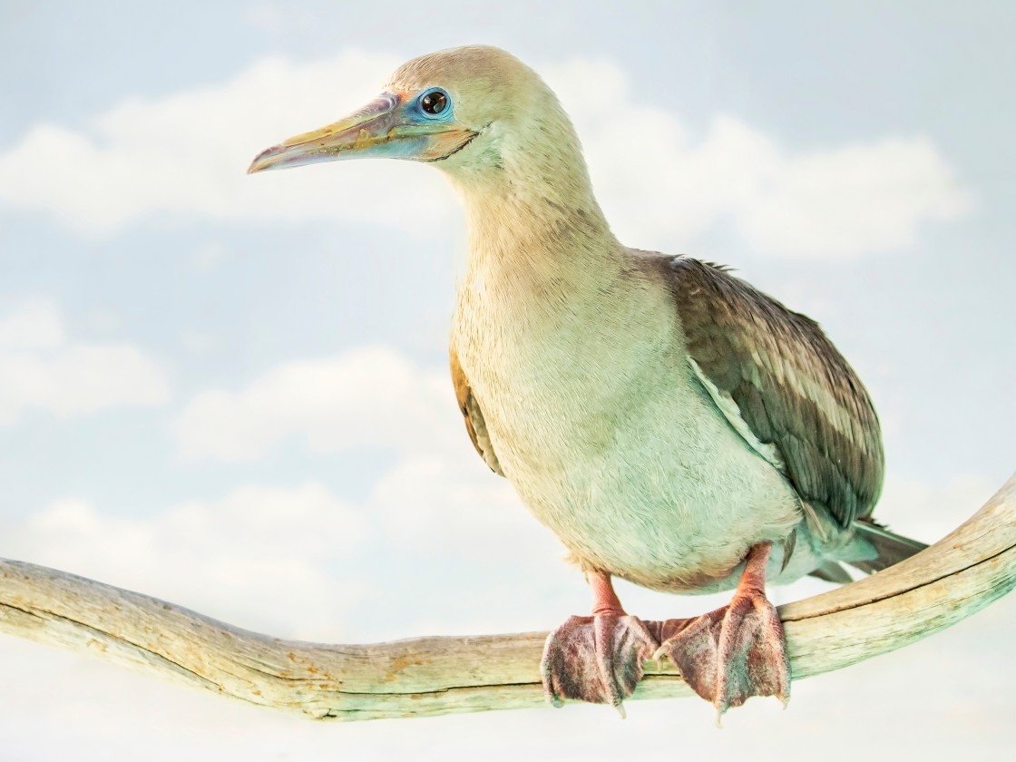 sula the red footed booby perched on a branch