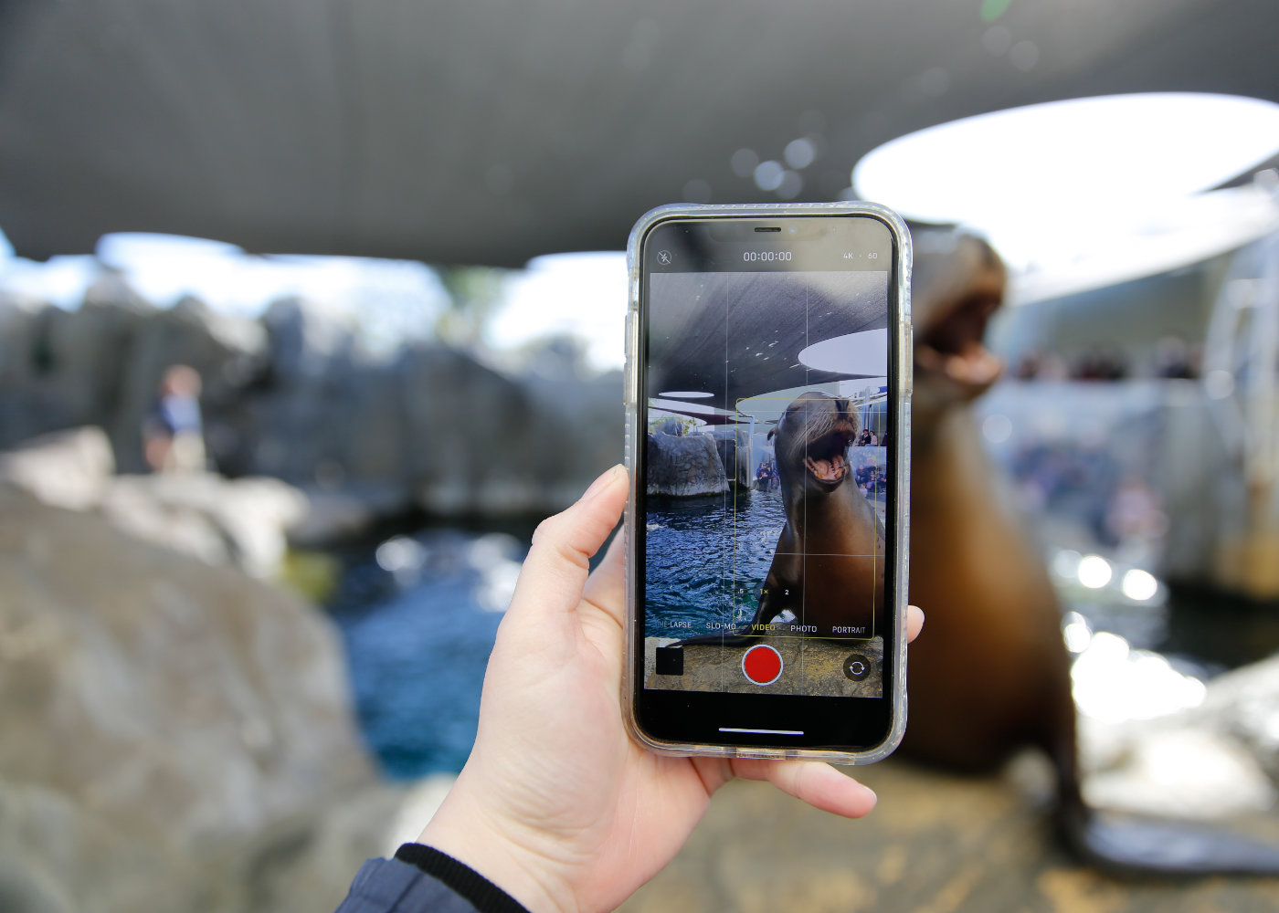 Camera phone of sea lion