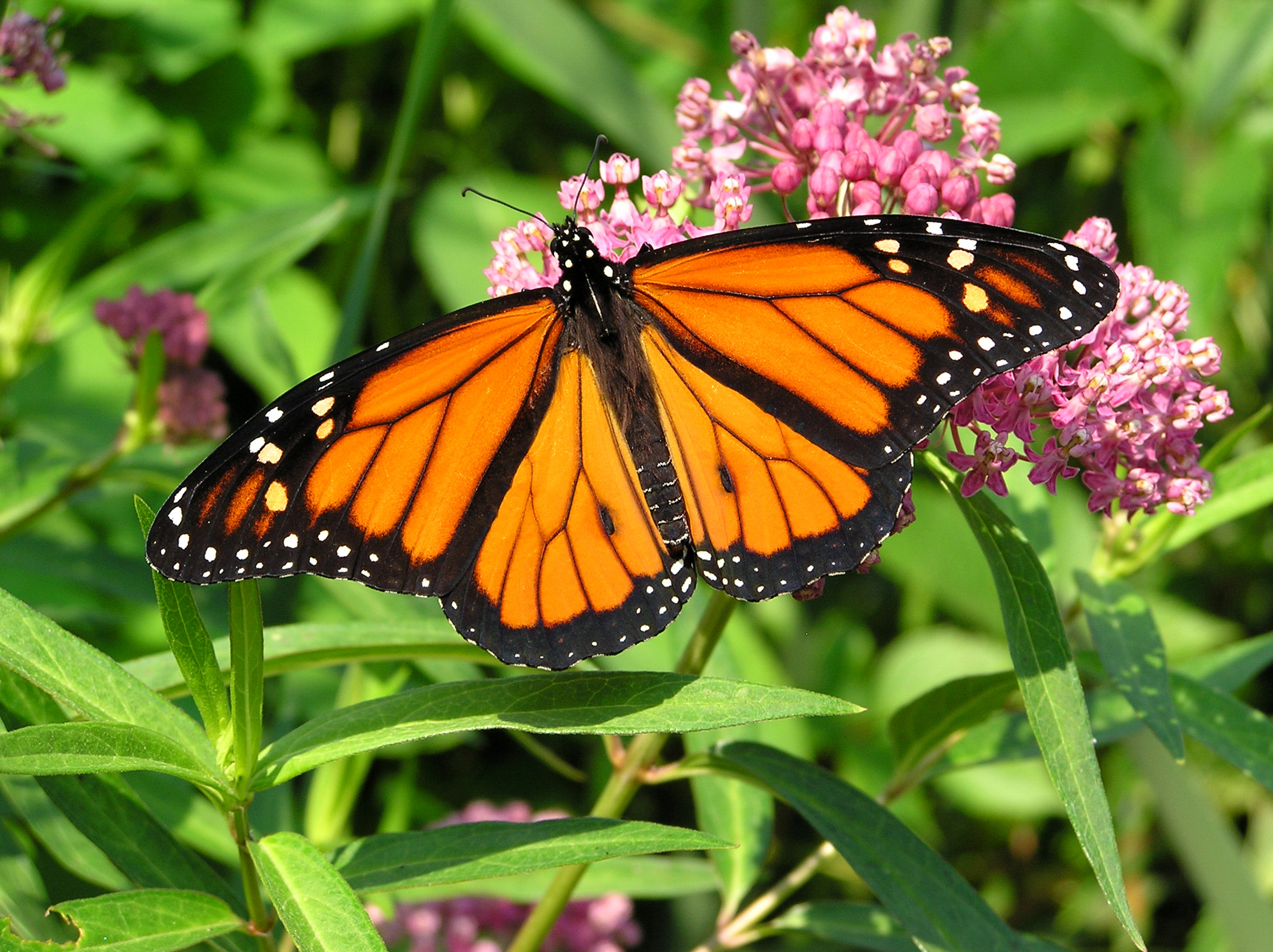 Monarch Butterfly with its wings spread out