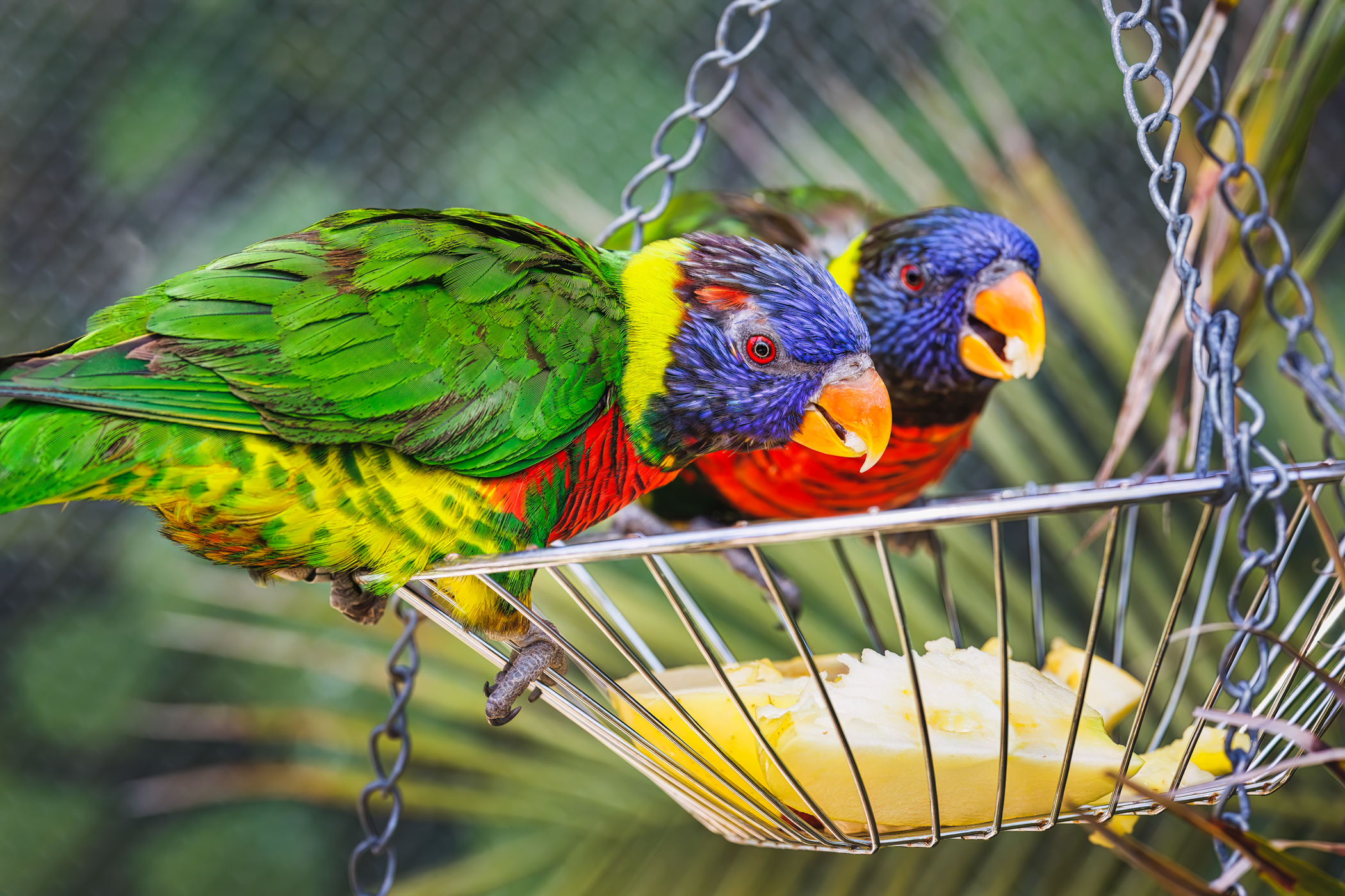 Two lorikeets eating from fruit basket.