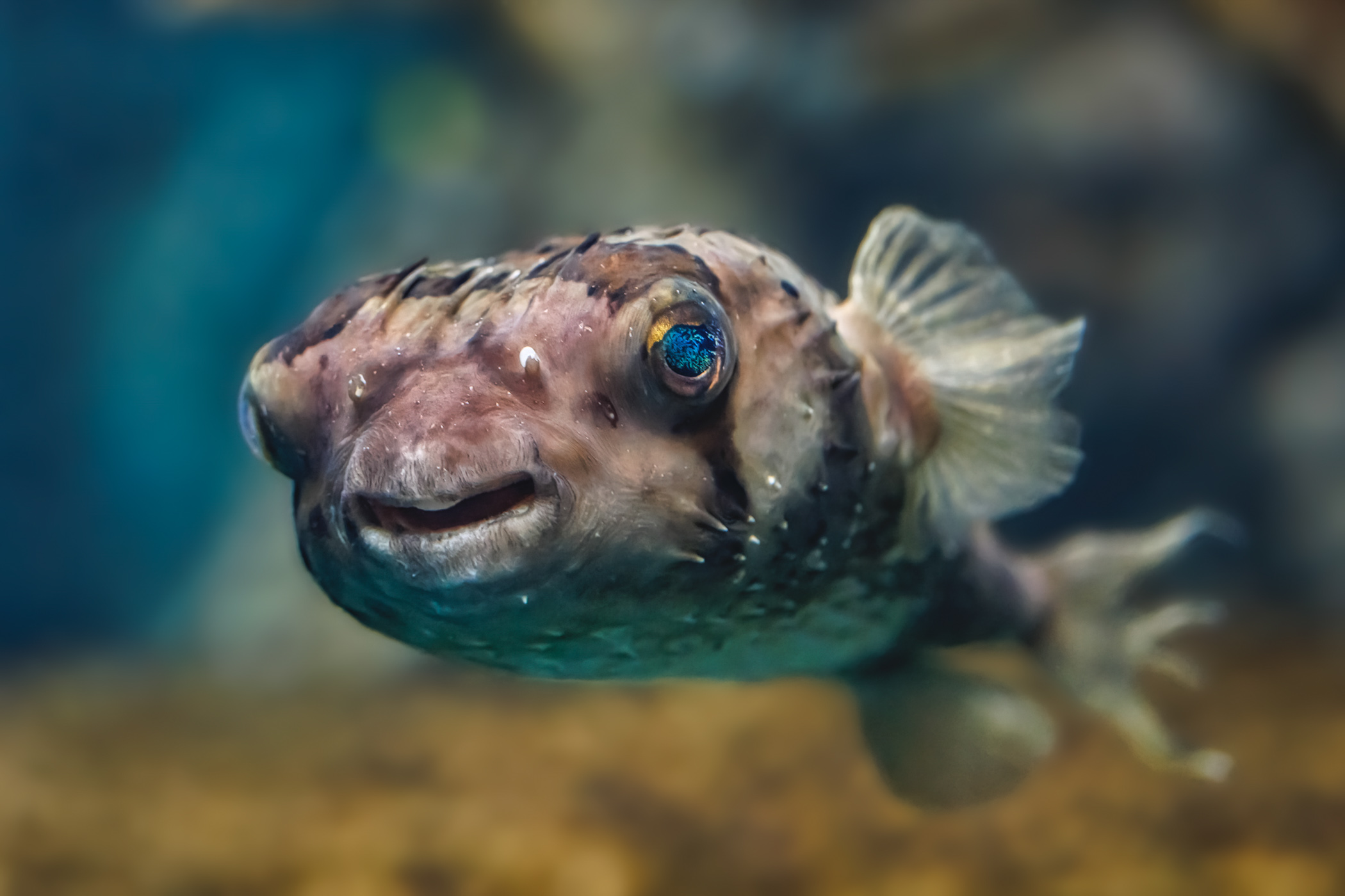 Porcupine fish smiling at the camera.