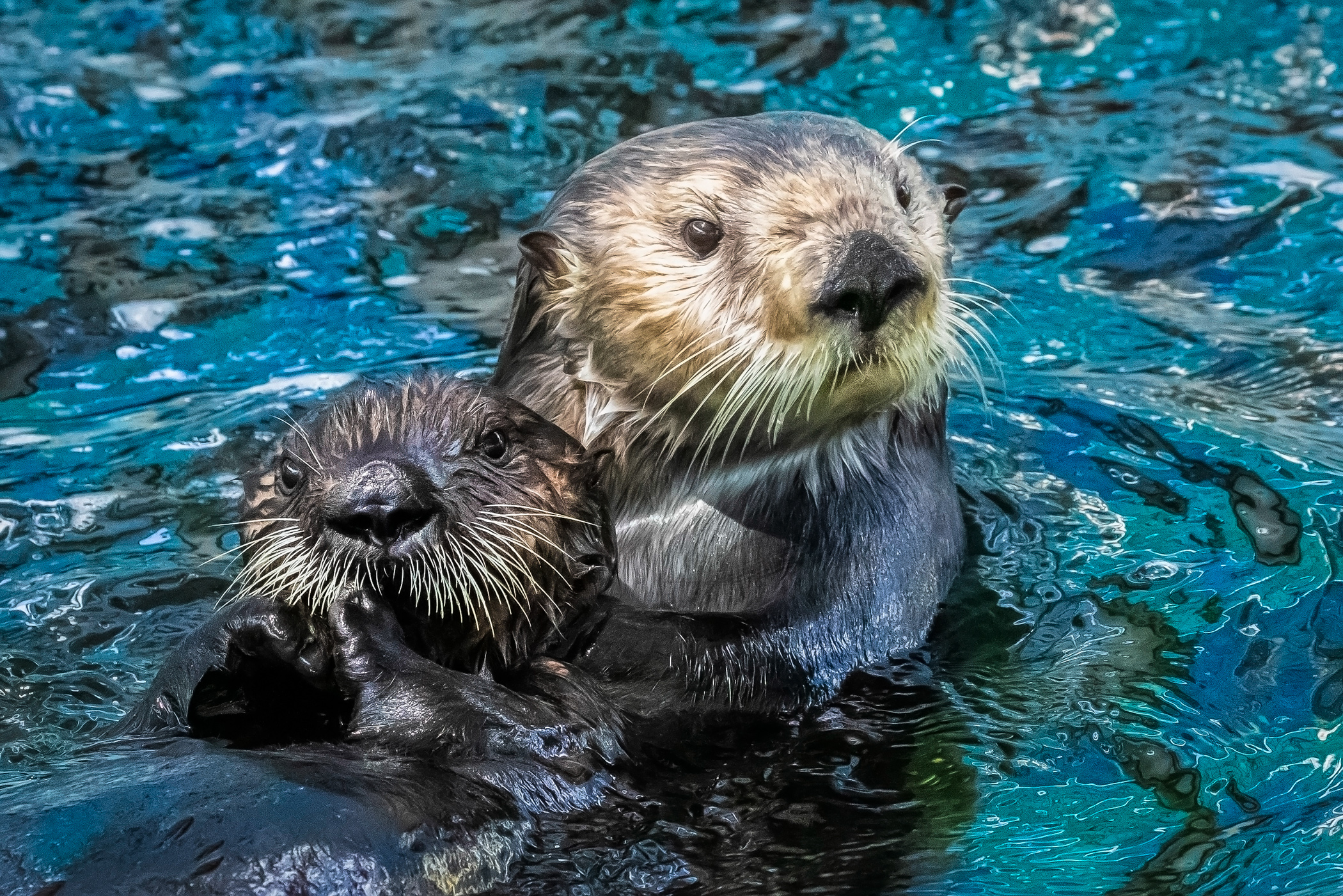 Two sea otters floating together