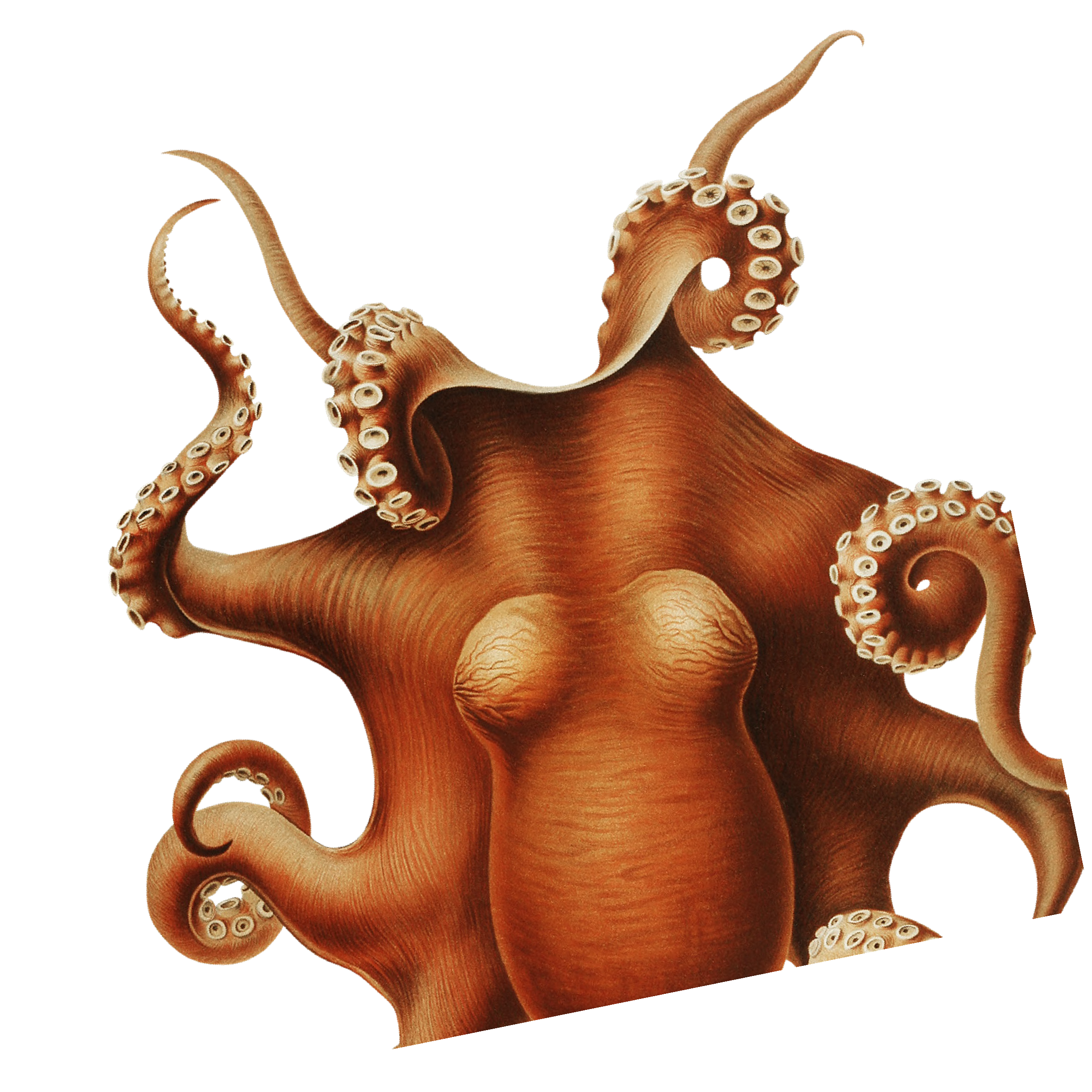 A cutout graphic of an octopus