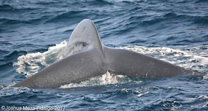 Blue whale dorsal side of the fluke