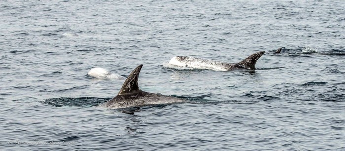 Risso's dolphins