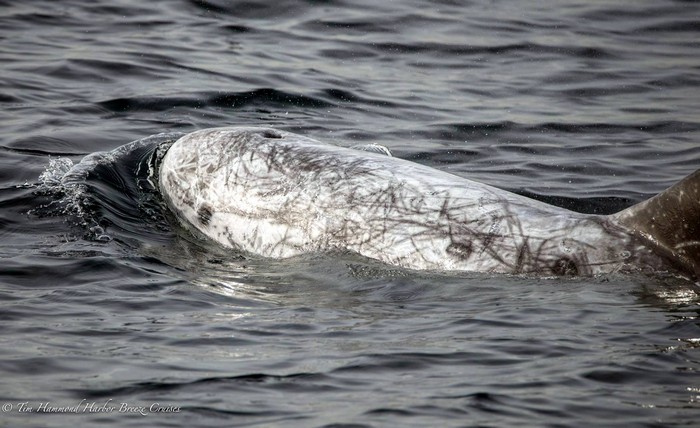 Risso's dolphin up close