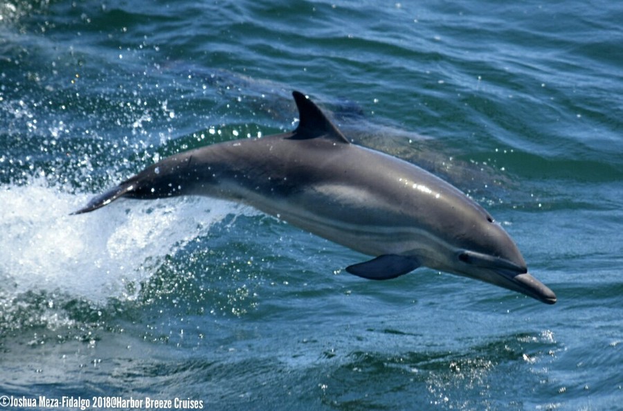 Common dolphin leaping through the air