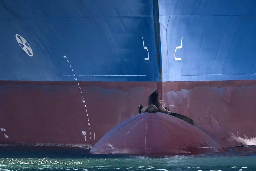 Sea lions resting on the front of an anchored ship in the port