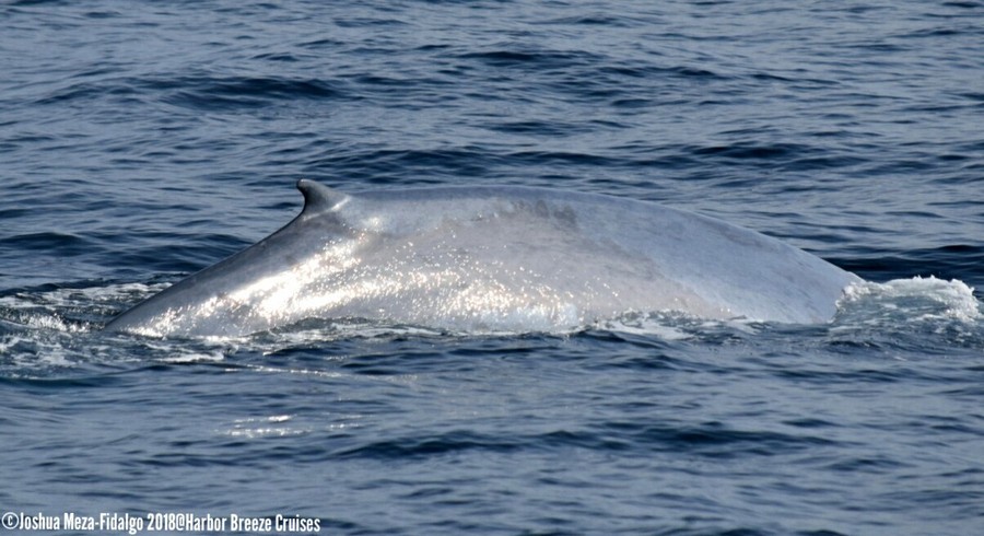 Blue whale dorsal at surface
