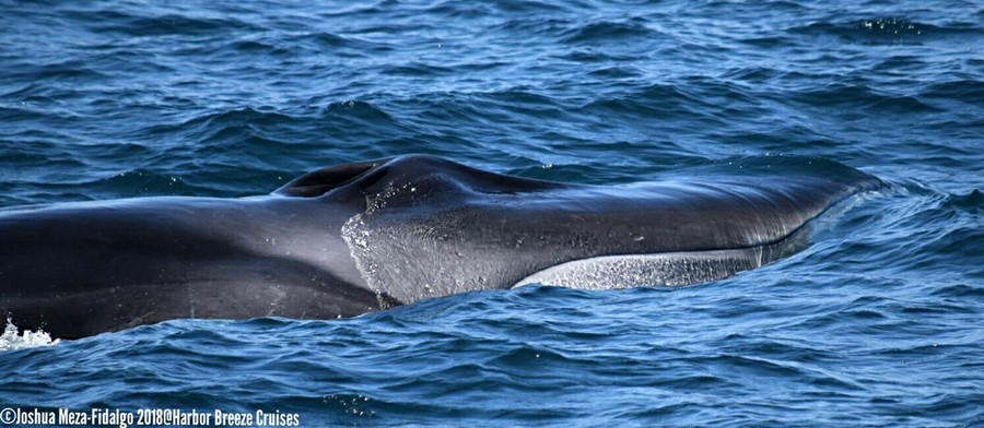 Fin whale rostrum at the surface