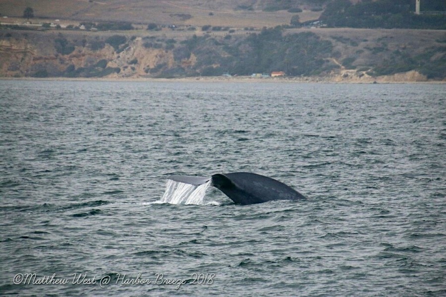 Blue whale tailstock during a dive