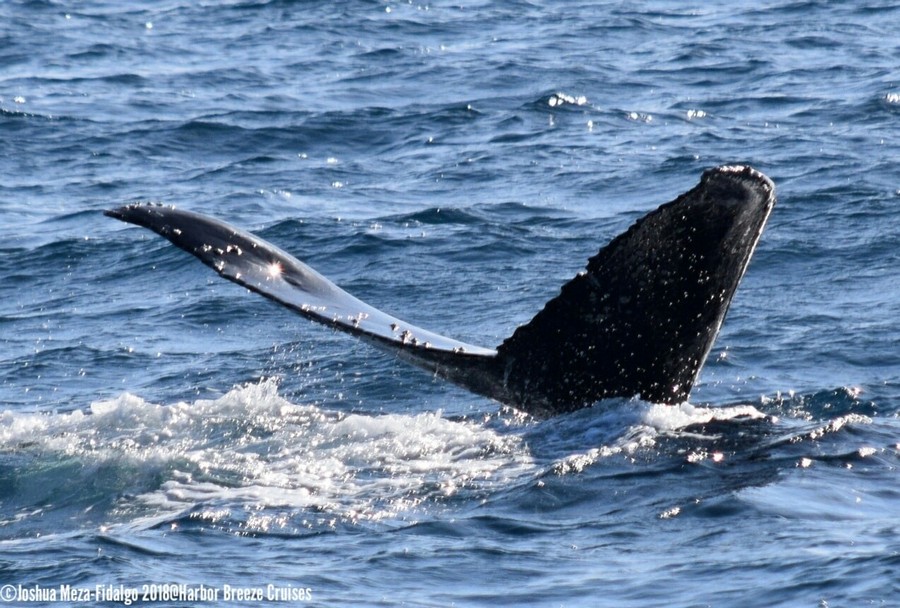 Humpback whale fluke