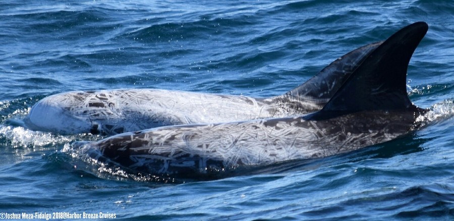 Risso's dolphins at the surface
