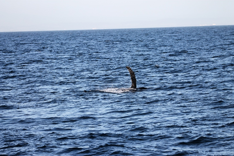 A humpback whale slapping its pectoral flippers on the surface of the water