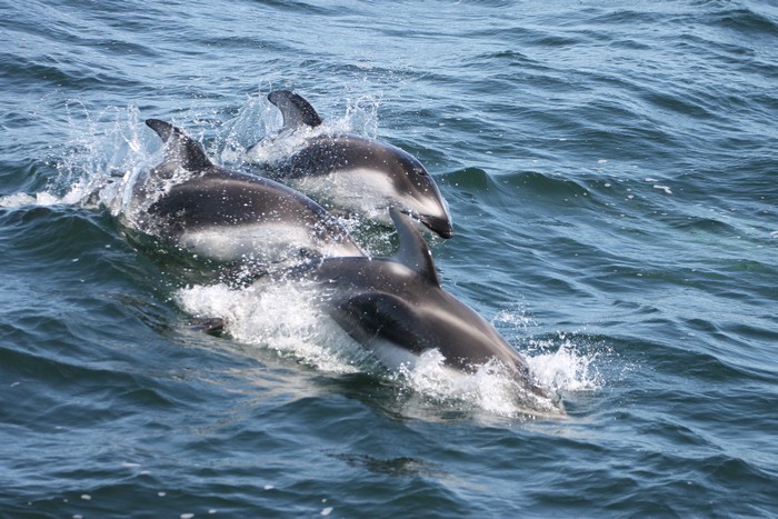Pacific white-sided dolphins