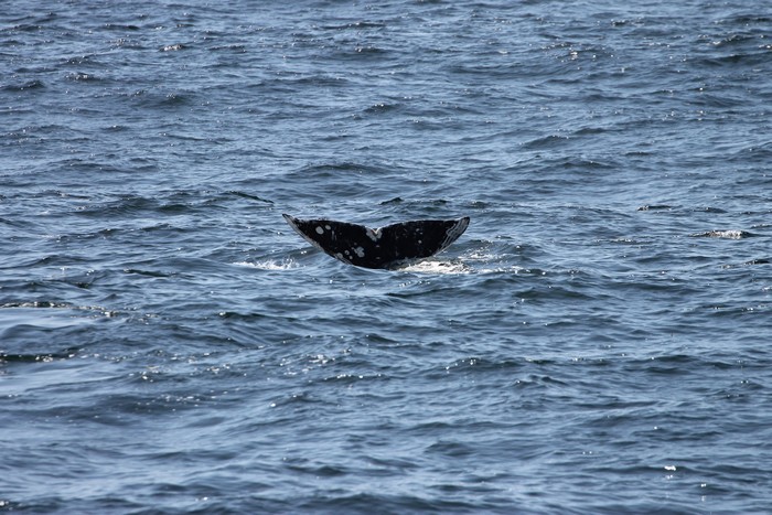Gray whale fluke