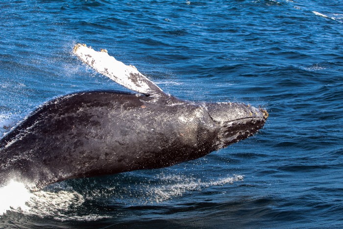 Humpback whale,