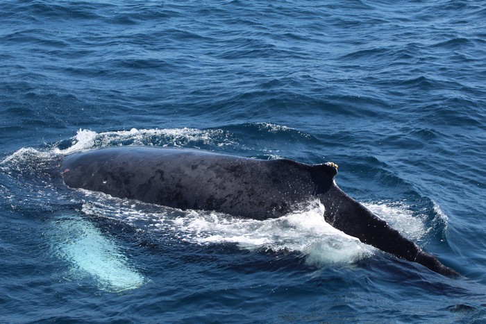 Humpback whale dorsal and pectoral fins