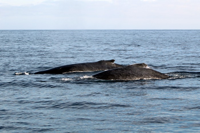 Beautiful Humpback Whales In The Area | Aquarium Blog | Aquarium of the ...