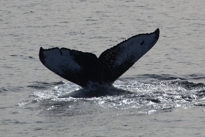 Humpback whale fluke