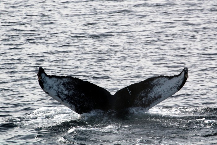 Humpback whale fluke