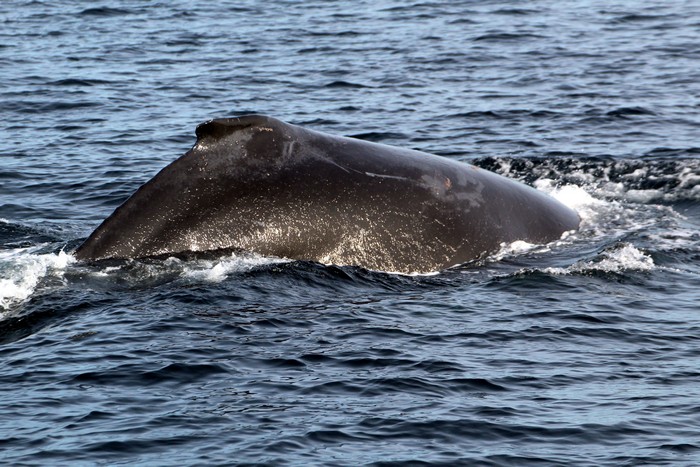 Humpback whale dorsal fin