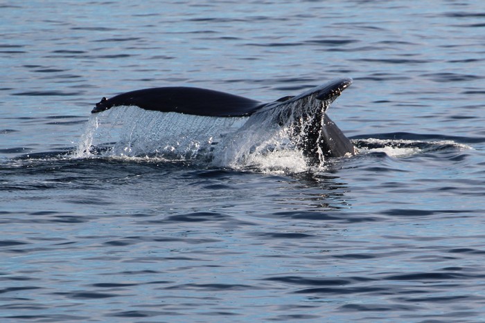 Humpback whale fluke