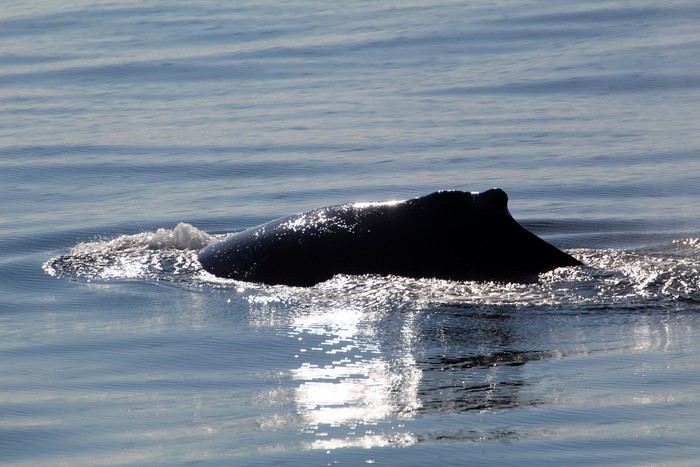 Humpback whale dorsal fin
