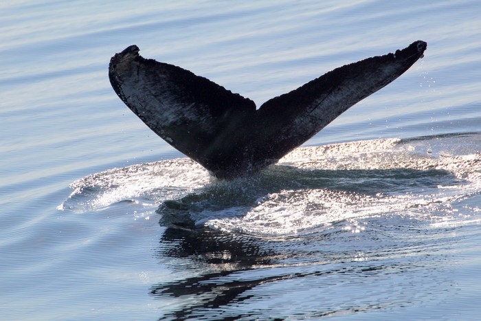 Humpback whale fluke