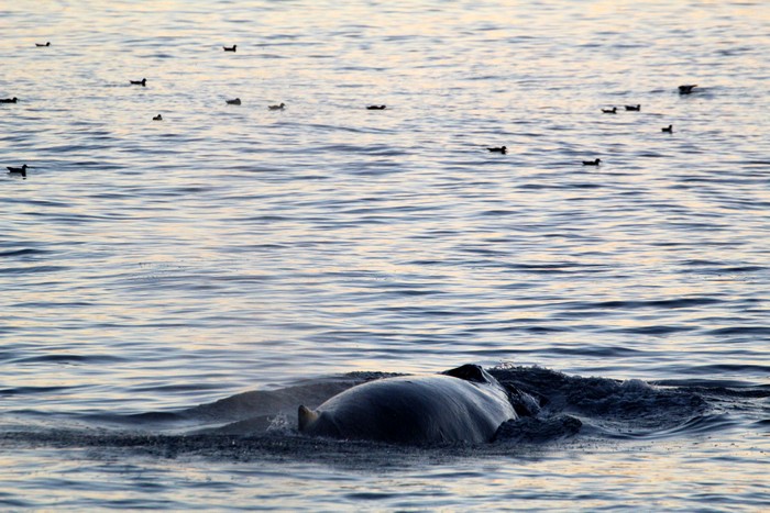 Humpback whale and shearwater birds