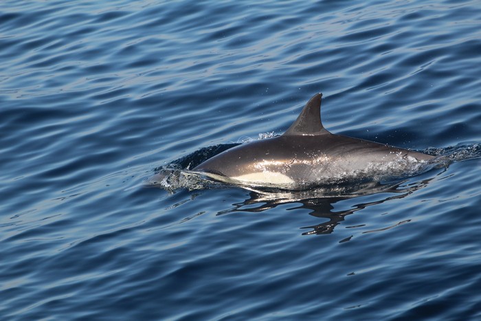 Bottlenose dolphins at the surface