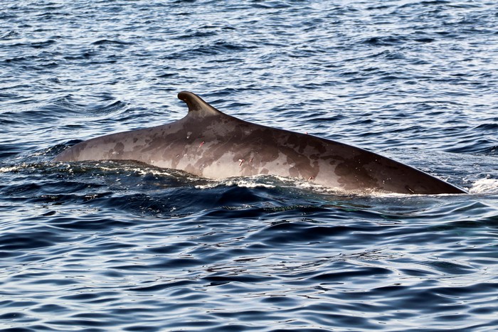 Fin whale dorsal fin, right side