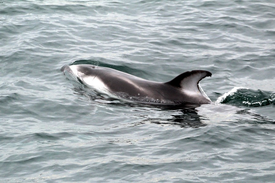 Pacific White-Sided Dolphins | Aquarium Blog | Aquarium of the Pacific