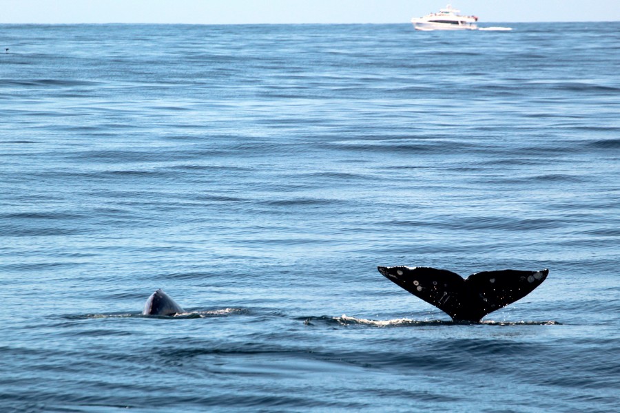 Two gray whales, one fluking high the air the other about to fluke