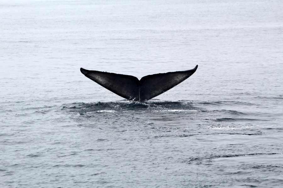 Kinko the blue whale fluke