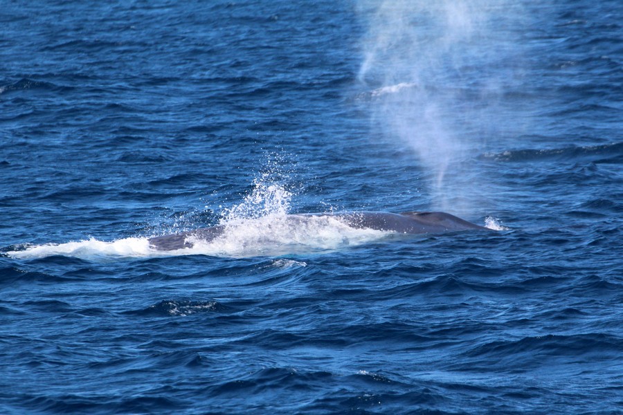 Blue whale blow