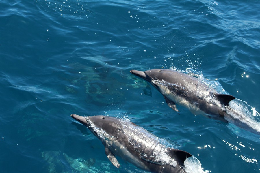 Common dolphin porpoising