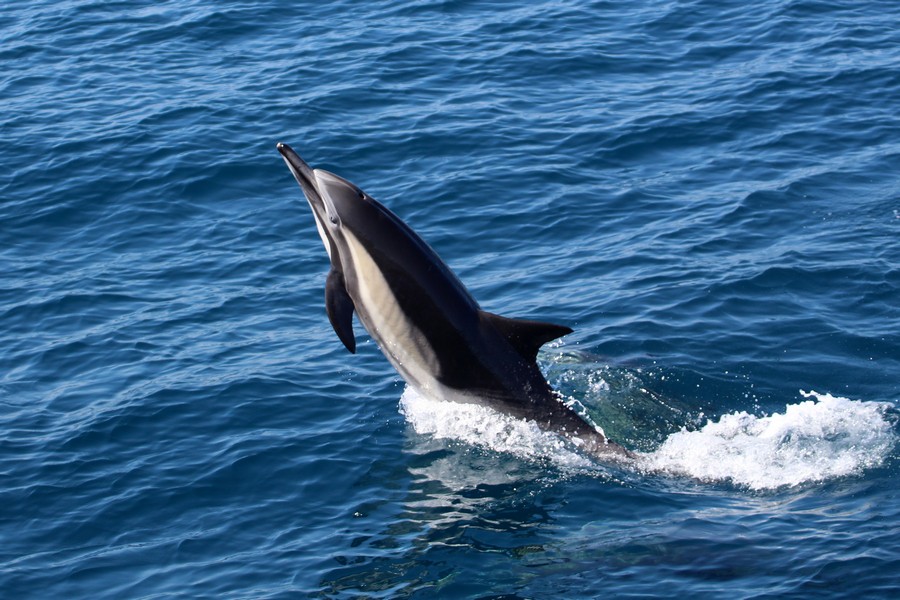Common dolphin leaping through the air