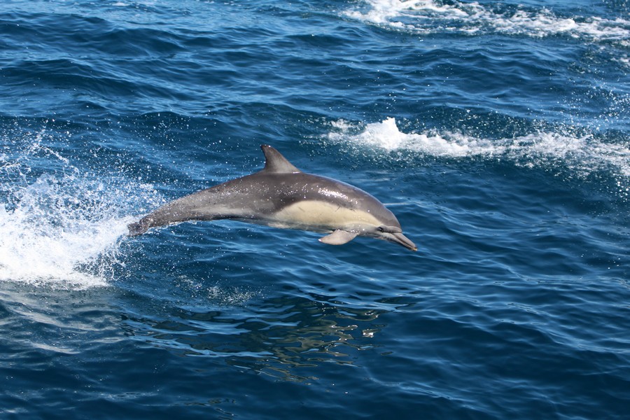Common dolphin leaping through the air