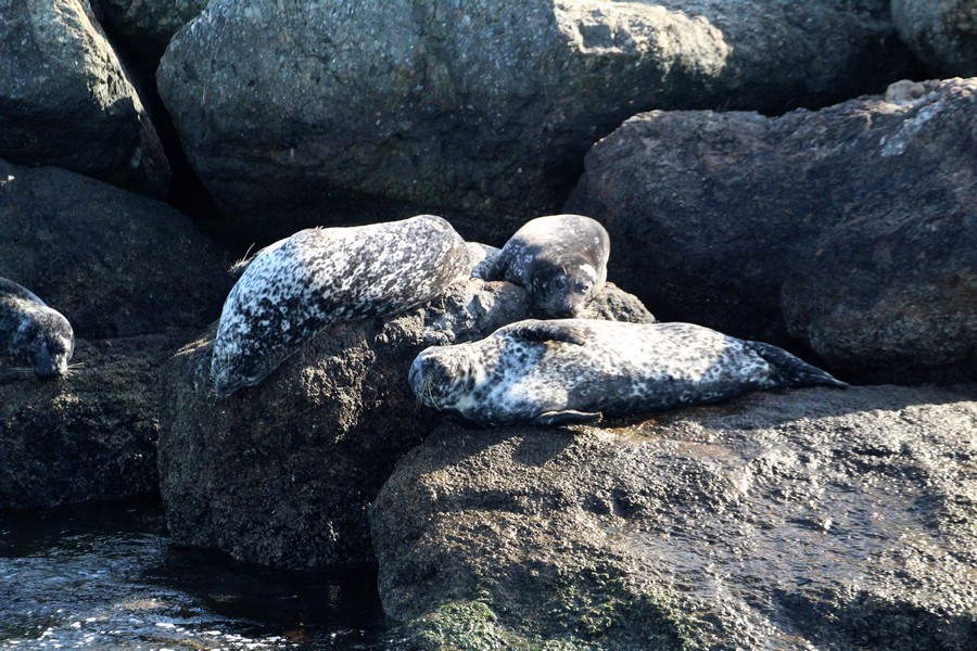 Harbor seals on the breakwall