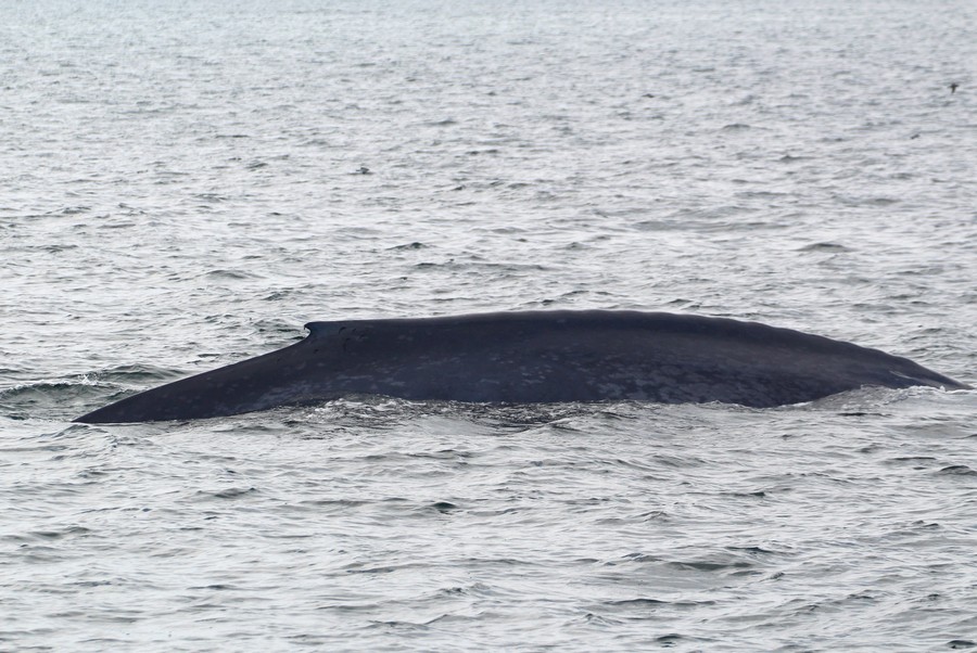 Blue_whale_AOP20190809-2139.jpg