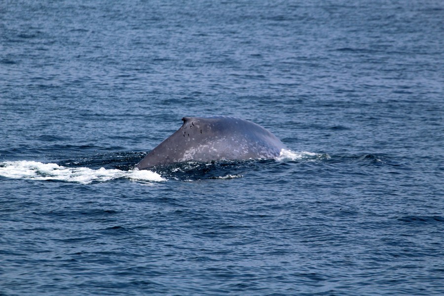Blue_whale_AOP20190812-2297.jpg