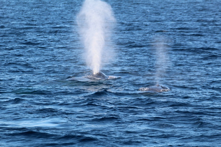 Blue_whale_AOP20190905-6122.jpg