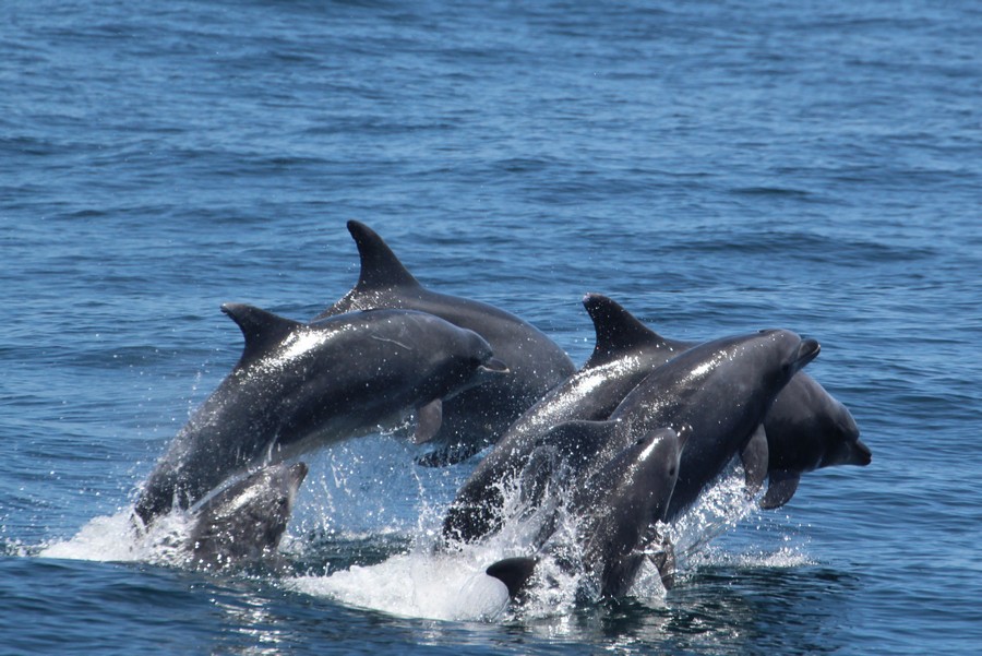 Bottlenose_AOP20190809-1971.jpg