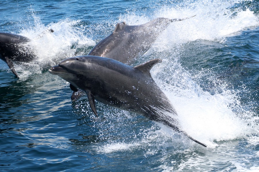 Bottlenose_AOP20190816-2744.jpg